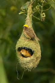Different Types Of Birds With Their Nests Pin On Pajaros