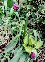 Usually planted in back of the perennial border; Spring Flower Combinations 8 Beautiful Shade Perennials To Combine With Spring Bulbs Gardening From House To Home Spring Flowering Bulbs Garden Bulbs Planting Bulbs
