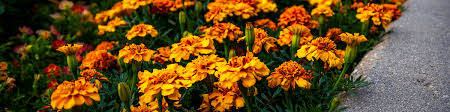 Flowers are white and extremely popular with bees. Flowers By Season In Colorado Springs Timberline Landscaping