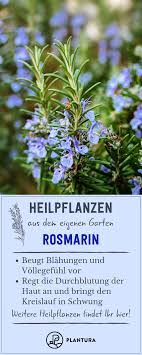 Die 10 Besten Heilpflanzen Aus Dem Eigenen Garten Plantura Heilpflanzen Pflanzen Krauter Anpflanzen
