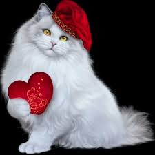 517 Begenme 17 Yorum Instagram Da Maria Popova User89660 In 2020 Kitten Cartoon Cute Cats Kitten Images