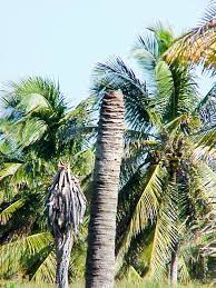 Ms makanan yang dikumpul dalam batang pokok oak kita tidak akan cukup untuk membawa kita melalui musim sejuk. Batang Definition And Synonyms Of Batang In The Malay Dictionary