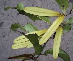 Image result for Ventilago