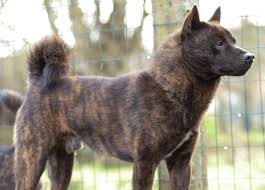 The tail may be curled over the back, or carried in a sickle. Kai Ken The Japanese Tiger Dog Dog Breed Guide