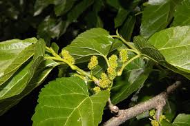 Image result for Moraceae
