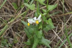 Image result for Solanum torreanum