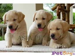 Or there are pups always up for adoption on olx/quikr and various facebook pages too. Labrador Puppy Price In Mumbai Labrador Puppy For Sale In Mumbai
