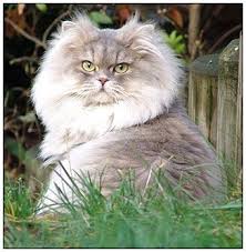 British Longhair Cat Blue Cream Golden Spotted Russian Blue Cat Blue Cats Russian Blue