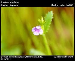 Image result for Linderniaceae