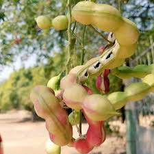 Image result for Pithecellobium dulce