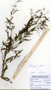 Image result for Ludwigia erecta
