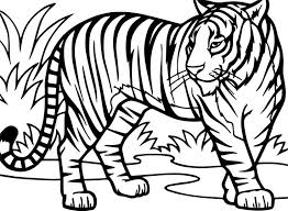 Tigers are wild cats known for their striped coats and majestic appearance. Tiger Coloring Pages Pdf Coloringfolder Com Tiger Drawing For Kids Tiger Drawing Tiger Pictures