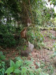 Image result for Entada stuhlmannii