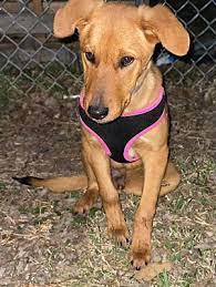 Our focus is to help the city of garland shelter adopt out more dogs and cats and promote the need for spay and neutering of your pets. Garland Tx Retriever Unknown Type Meet Hermes A Pet For Adoption In 2021 Pet Adoption Pets Dog Adoption