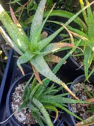 Image result for Aloe ballii