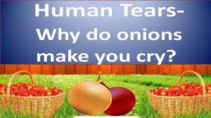 Sep 15, 2015 · 4 ways to reduce tearing while cutting onions. Human Tears Why Do Onions Make Us Cry And Burn Eyes In English Youtube