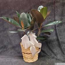Image result for ficus elastica flower