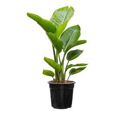 Giant Bird Of Paradise Houseplant Pin On Decoracion Plantas