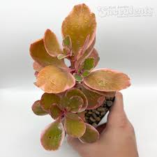 Image result for Kalanchoe dyeri
