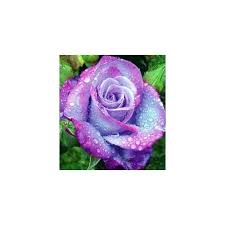 Check spelling or type a new query. 11 Count Fragrant Rose Bush Saavyseeds Annas Promise Rose Seeds Roses Fresh Cut Flowers Ekbotefurniture Com