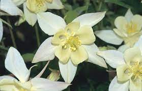 Pin On Underplanting For Lady Of Shallot Rose