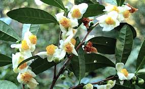 Stomata In Good Flavoured And In Poorer Quality Tea Camellia Sinensis Green Tea Plant Tea Plant Bee Friendly Garden