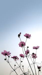 Pink, spring, flower, plant, floral design, fashion accessory. Wallpaper Hdwallpaper Floralwallpaper Flowers Photography Spring Wallpaper Sunflower Wallpaper
