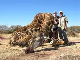 Oh Wow You Killed A Giraffe Did It Attack You With Its Huge Canine Teeth What Idiots Giraffe Canine Tooth Hunting