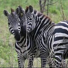 Browse 2 acronyms and abbreviations related to snnpr. Nechisar National Park Also Spelled As Nech Sar Is One Of The National Parks Of Ethiopia Located In The Southern Nations Nationalities And Peoples Region Snnpr Immediately To The East Of Arba