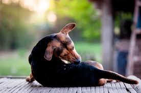Vitamin d has a range of benefits. Dog Skin Allergies Canine Atopic Dermatitis Small Door Veterinary