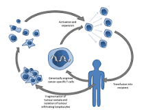 Image result for who developed adult stem cell treatment
