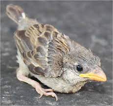 Marie Hulett S Animal Files Other Stuff Baby Bird Found At Preschool House Sparrow Baby Sparrow Baby Bird