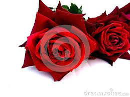 Pin On Flowers