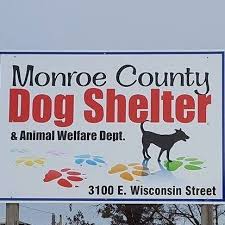 Adoptions of wisconsin, inc., (aow) is a full service licensed adoption agency, located in madison, which provides services throughout wisconsin. Pets For Adoption At Monroe County Animal Shelter In Sparta Wi Petfinder