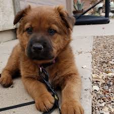 Golden retrievers are susceptible to elbow and hip dysplasia, eye and heart disease, and cancer. Cutest Photos Of Golden Retriever German Shepherd Mixes Popsugar Pets