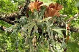 Image result for Platycerium stemaria