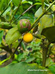 Image result for Garcinia punctata