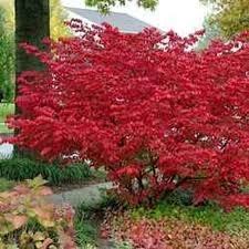 Check spelling or type a new query. Burning Bush Shrubs For Sale Low Prices Fast Ship