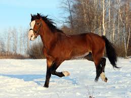 6 pp., 7 photos, 2 tables, 1 illustration freeze branding of horses has many advantages. Should You Have Your Horse Freeze Marked Pets4homes