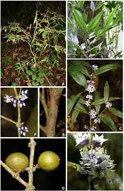 Image result for Memecylon sp. D