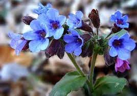 Cha De Pulmonaria Beneficios E Propriedades Plantas Plantas Medicinais Natureza