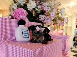 Contact indiana yorkshire terrier breeders near you using our free yorkshire terrier breeder search tool below! Teacup Yorkie Puppy For Sale In Indiana Teacup Puppies For Sale Yorkie Puppy Yorkie Puppy For Sale