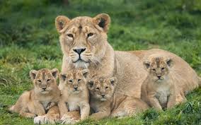 Epingle Sur Lion
