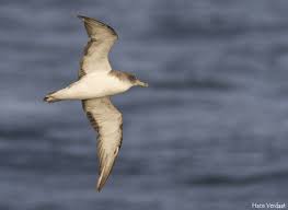 Image result for Dissotis caloneura