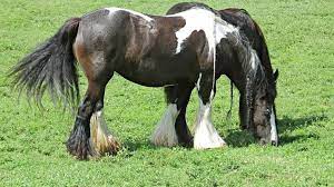Gypsy Vanner Or Irish Cob Colors Height And Prices