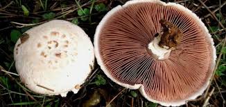 هو فارقها، والله مبد ما تخفي في نفسك من ذلك ( وَتَخْشَى النَّاسَ وَاللَّهُ أَحَقُّ أَنْ تَخْشَاهُ ) يقول تعالى ذكره: ÙÙˆØ§Ø¦Ø¯ ÙØ·Ø± Ø¹ÙŠØ´ Ø§Ù„ØºØ±Ø§Ø¨ Ù…ÙˆÙ‚Ø¹ Ù…ØµØ§Ø¯Ø±