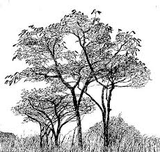 Image result for Isoberlinia