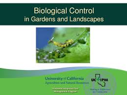 By establishing a personalized integrated pest. Ppt Biological Control In Gardens And Landscapes Powerpoint Presentation Id 2323791