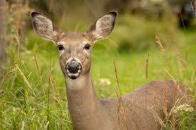 Chipster63 Photography How Deer You Deer Whitetail Deer Canada Travel