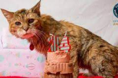 Le chat à deux têtes le plus vieux du monde est mort. Le Chat Le Plus Vieux Du Monde Vient De Feter Ses 24 Ans Actualite Chat Santevet